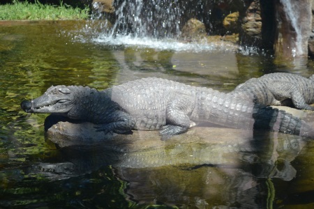 Zoo Aurora Guatemala (10)