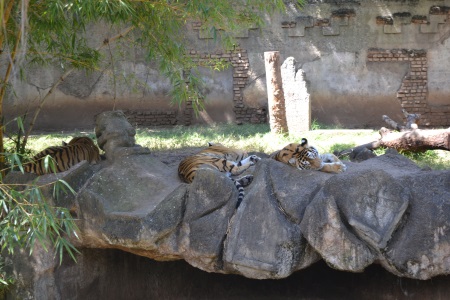 Zoo Aurora Guatemala (18)