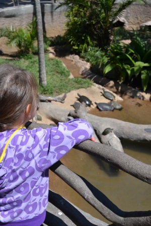 Zoo Aurora Guatemala (19)