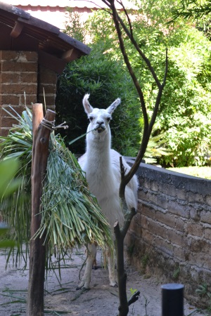 Zoo Aurora Guatemala (21)