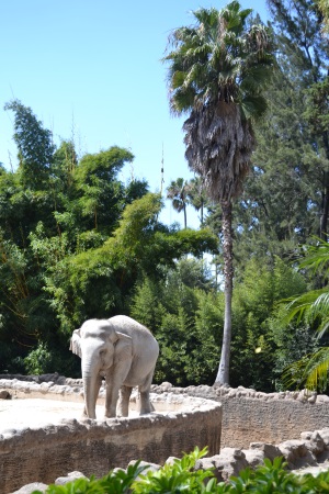 Zoo Aurora Guatemala (23)