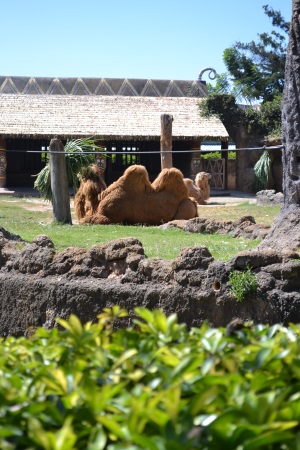 Zoo Aurora Guatemala (24)