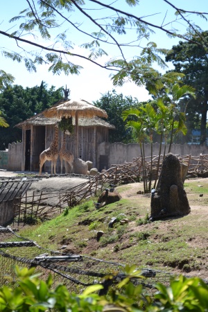 Zoo Aurora Guatemala (25)