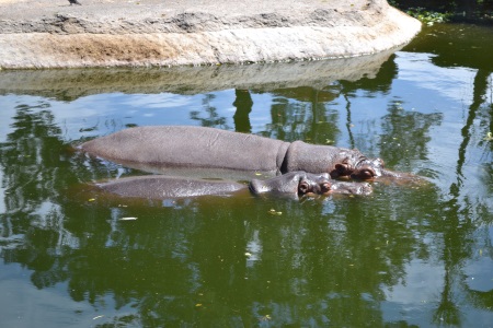 Zoo Aurora Guatemala (26)