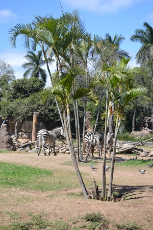 Zoo Aurora Guatemala (27)