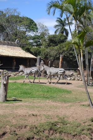 Zoo Aurora Guatemala (28)