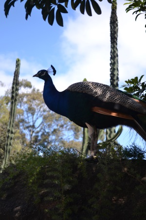 Zoo Aurora Guatemala (6)