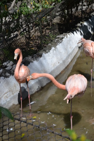 Zoo Aurora Guatemala (9)