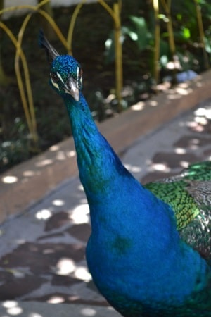 DSC_0393