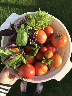Ofengeröstete Tomatensoße