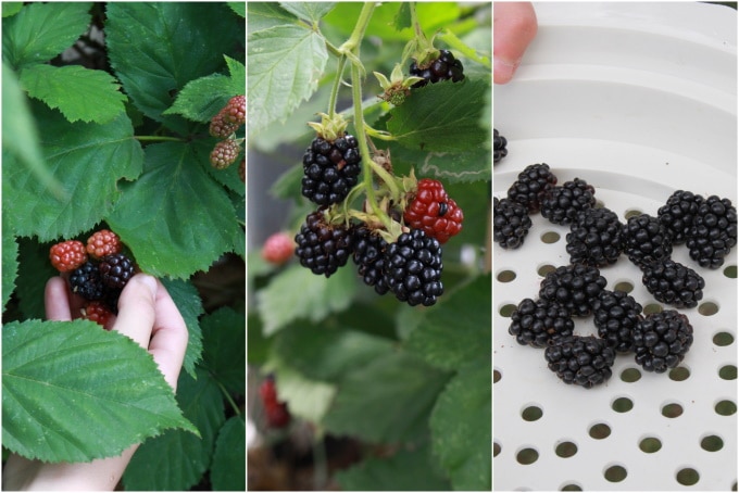 Blätterteig-Pudding-Teilchen mit Brombeeren (aus dem Garten auf den Teller)