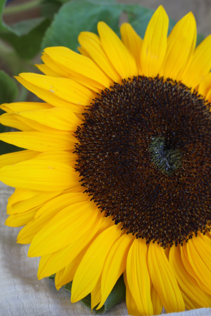 Sonnenblumen-Kekse