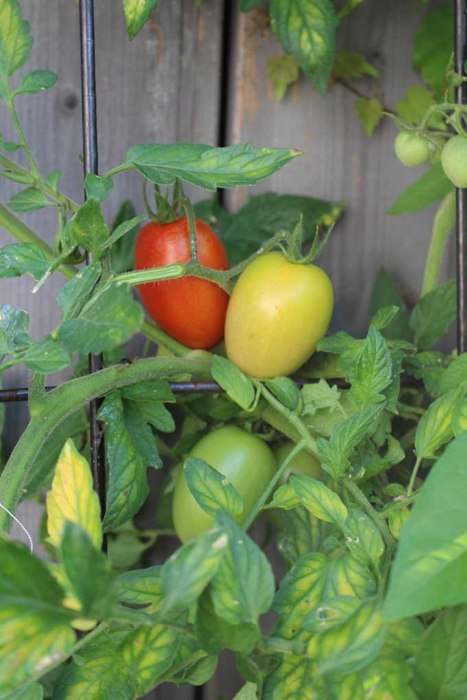 Frische Tomatensuppe